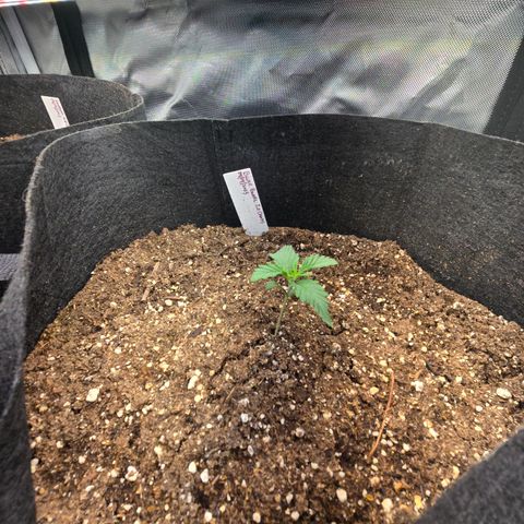 Bruce Banner 2.0 (Photo) - Plant #1 growlog timeline photo