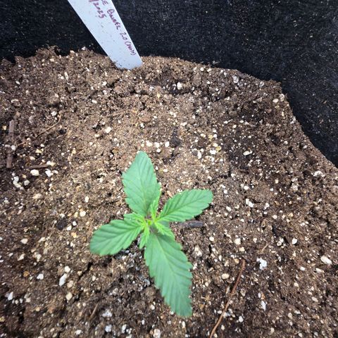 Bruce Banner 2.0 (Photo) - Plant #1 growlog timeline photo