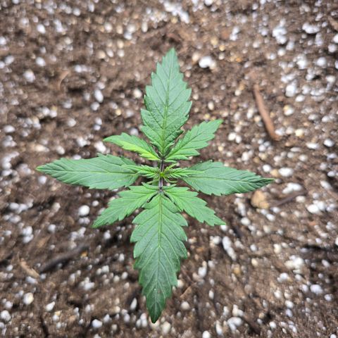 Green Crack (Auto) - Plant #2 growlog timeline photo