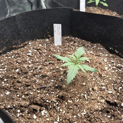 Green Crack (Auto) - Plant #2 growlog timeline photo