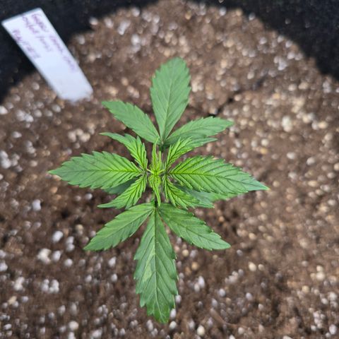 Green Crack (Auto) - Plant #1 growlog timeline photo