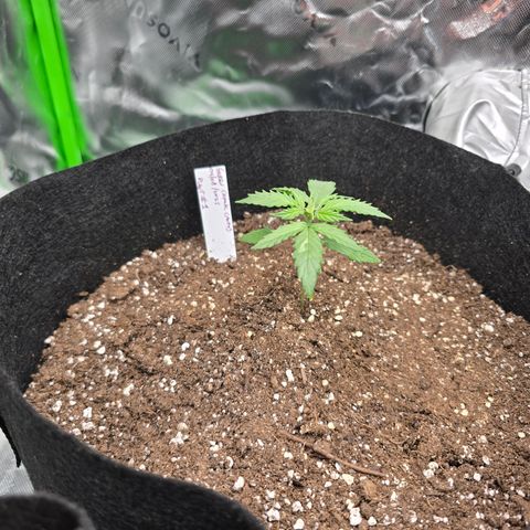 Green Crack (Auto) - Plant #1 growlog timeline photo
