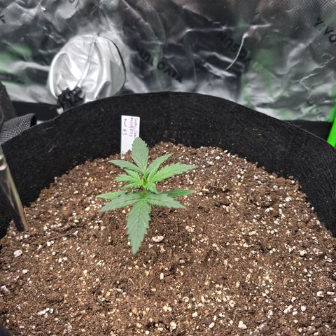 Green Crack (Auto) - Plant #3 growlog timeline photo