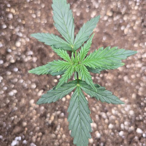 Green Crack (Auto) - Plant #3 growlog timeline photo