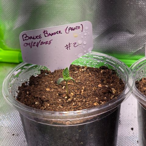 Bruce Banner 2.0 (Photo) - Plant #2 growlog timeline photo