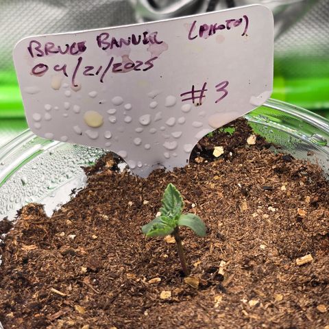 Bruce Banner 2.0 (Photo) - Plant #3 growlog timeline photo
