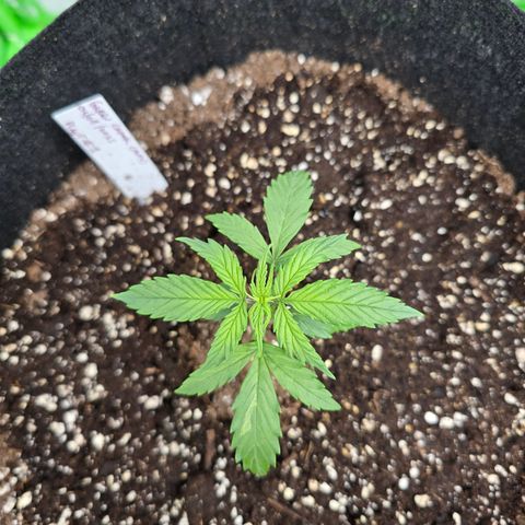 Green Crack (Auto) - Plant #1 growlog timeline photo
