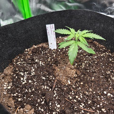 Green Crack (Auto) - Plant #1 growlog timeline photo