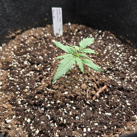 Green Crack (Auto) - Plant #2 growlog timeline photo