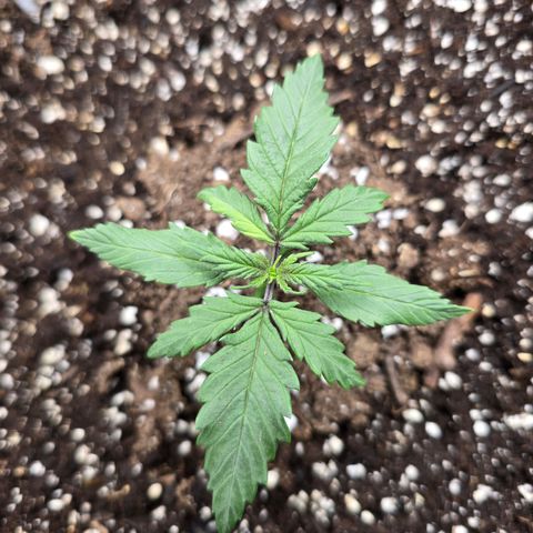 Green Crack (Auto) - Plant #2 growlog timeline photo