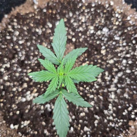 Green Crack (Auto) - Plant #3 growlog timeline photo
