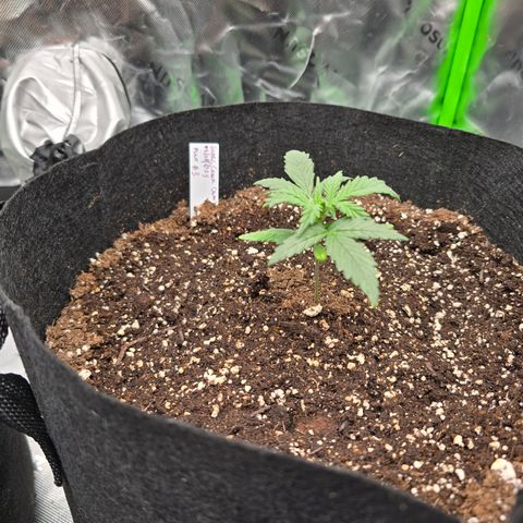 Green Crack (Auto) - Plant #3 growlog timeline photo
