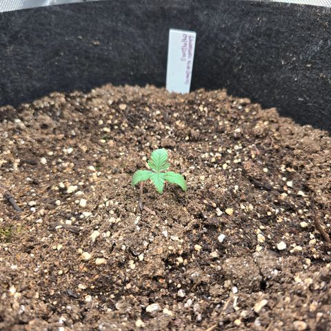Wilderness Kush - (Photo) growlog timeline photo