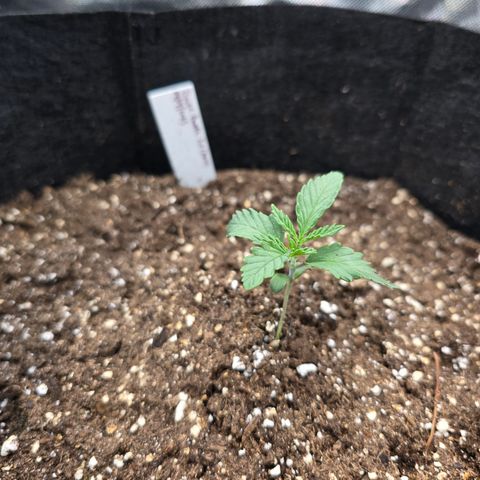 Bruce Banner 2.0 (Photo) - Plant #1 growlog timeline photo