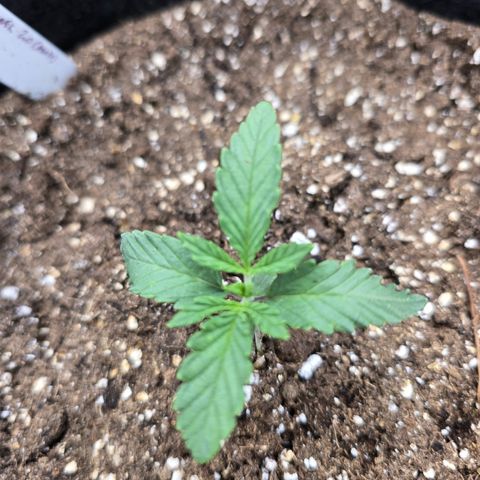 Bruce Banner 2.0 (Photo) - Plant #1 growlog timeline photo