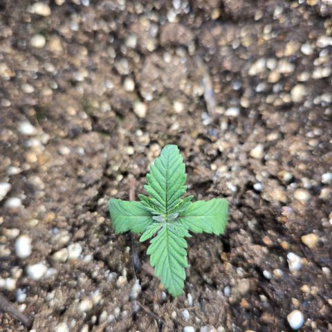 Wilderness Kush - (Photo) growlog timeline photo