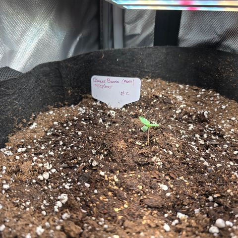 Bruce Banner 2.0 (Photo) - Plant #2 growlog timeline photo