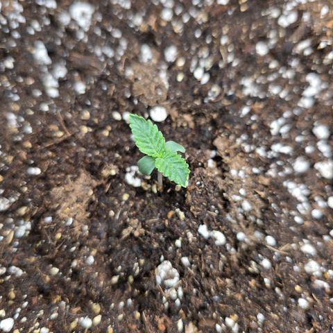 Bruce Banner 2.0 (Photo) - Plant #2 growlog timeline photo