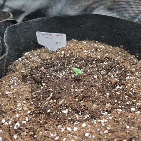 Bruce Banner 2.0 (Photo) - Plant #3 growlog timeline photo