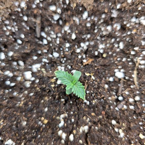 Bruce Banner 2.0 (Photo) - Plant #3 growlog timeline photo