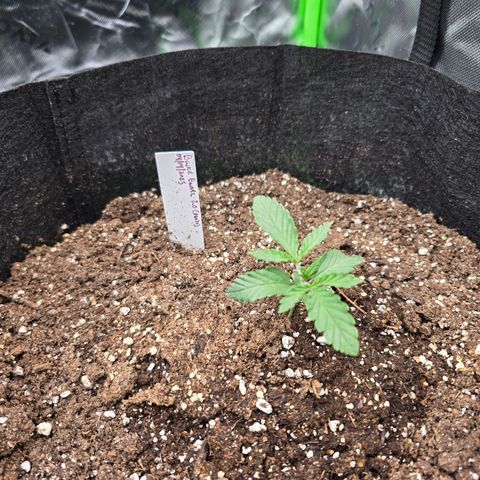 Bruce Banner 2.0 (Photo) - Plant #1 growlog timeline photo