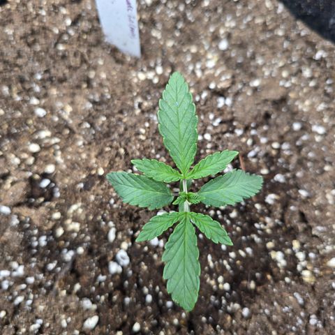 Bruce Banner 2.0 (Photo) - Plant #1 growlog timeline photo
