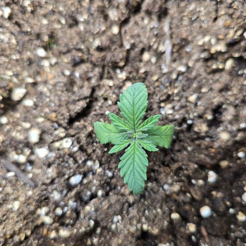 Wilderness Kush - (Photo) growlog timeline photo