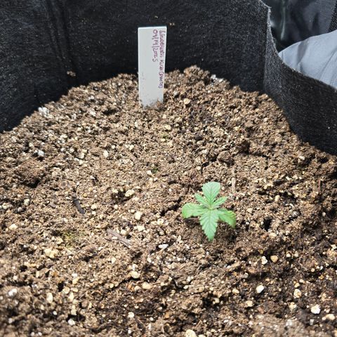 Wilderness Kush - (Photo) growlog timeline photo