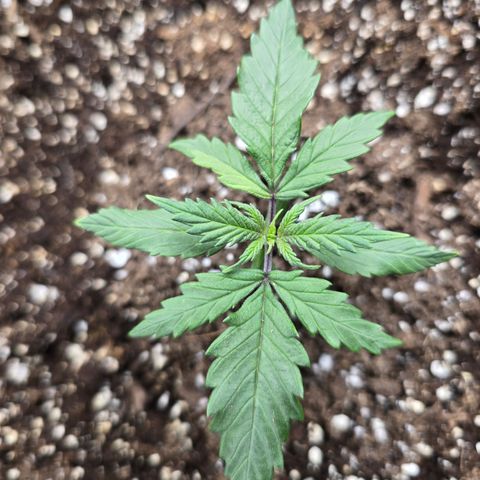 Green Crack (Auto) - Plant #2 growlog timeline photo