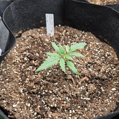 Green Crack (Auto) - Plant #2 growlog timeline photo
