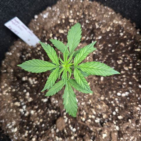 Green Crack (Auto) - Plant #1 growlog timeline photo