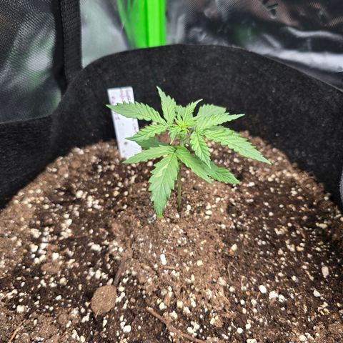 Green Crack (Auto) - Plant #1 growlog timeline photo