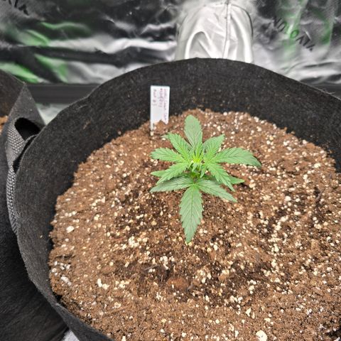 Green Crack (Auto) - Plant #3 growlog timeline photo