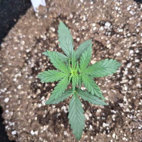 Green Crack (Auto) - Plant #3 growlog timeline photo