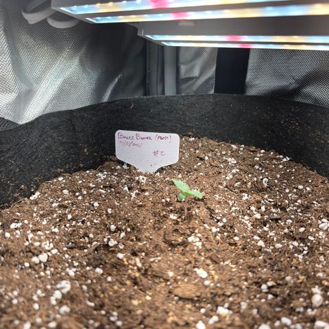 Bruce Banner 2.0 (Photo) - Plant #2 growlog timeline photo