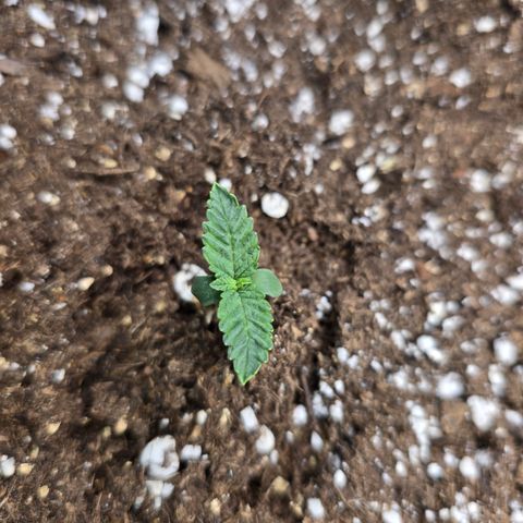 Bruce Banner 2.0 (Photo) - Plant #2 growlog timeline photo