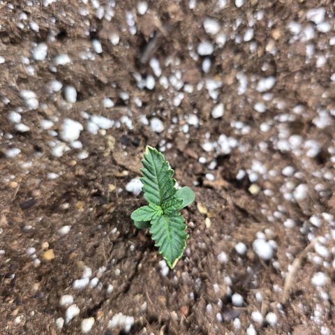 Bruce Banner 2.0 (Photo) - Plant #3 growlog timeline photo