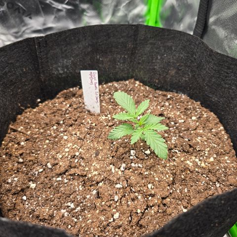Bruce Banner 2.0 (Photo) - Plant #1 growlog timeline photo