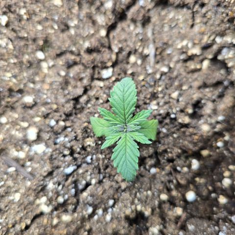 Wilderness Kush - (Photo) growlog timeline photo
