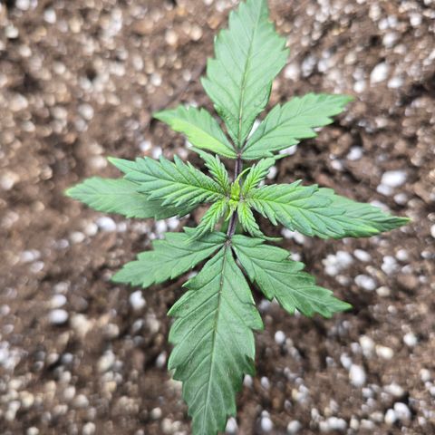 Green Crack (Auto) - Plant #2 growlog timeline photo