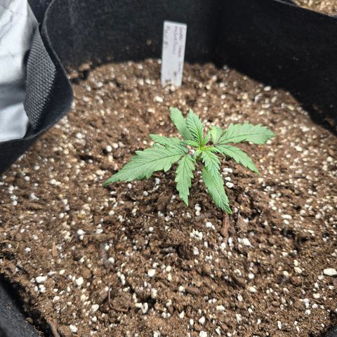 Green Crack (Auto) - Plant #2 growlog timeline photo