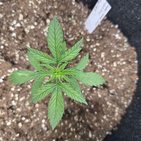 Green Crack (Auto) - Plant #1 growlog timeline photo