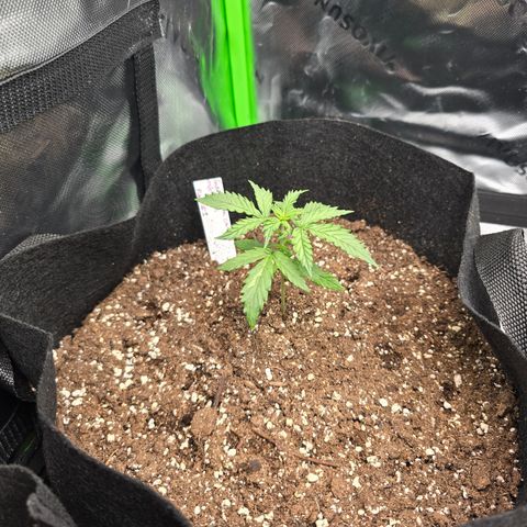 Green Crack (Auto) - Plant #1 growlog timeline photo