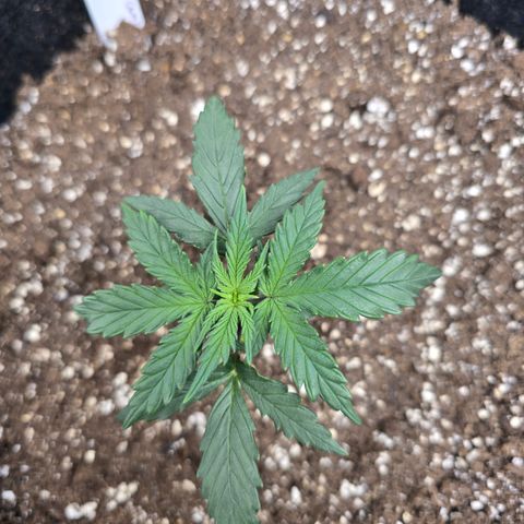 Green Crack (Auto) - Plant #3 growlog timeline photo