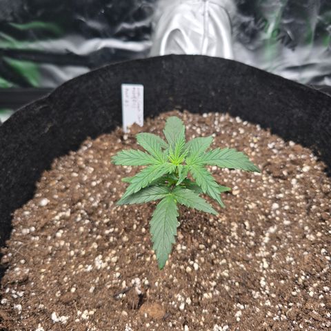 Green Crack (Auto) - Plant #3 growlog timeline photo