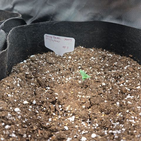 Bruce Banner 2.0 (Photo) - Plant #3 growlog timeline photo