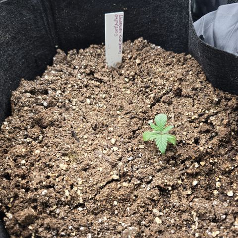 Wilderness Kush - (Photo) growlog timeline photo