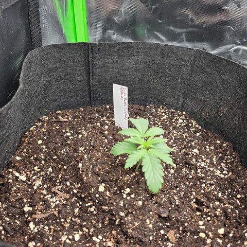 Bruce Banner 2.0 (Photo) - Plant #1 growlog timeline photo