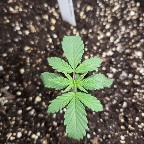 Bruce Banner 2.0 (Photo) - Plant #1 growlog timeline photo
