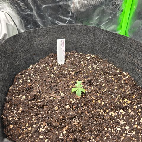 Wilderness Kush - (Photo) growlog timeline photo